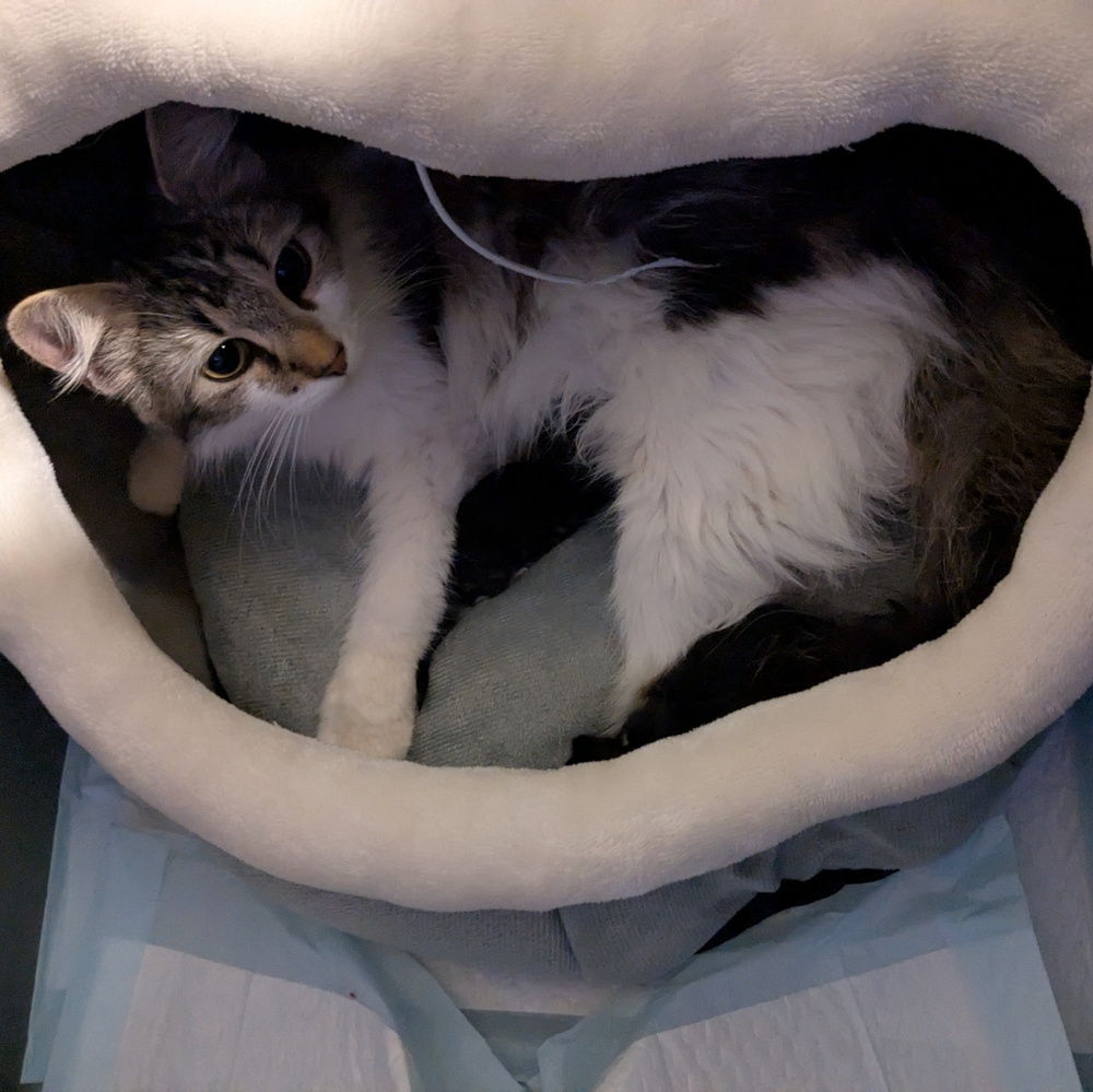 Meet your Posher, Melissa